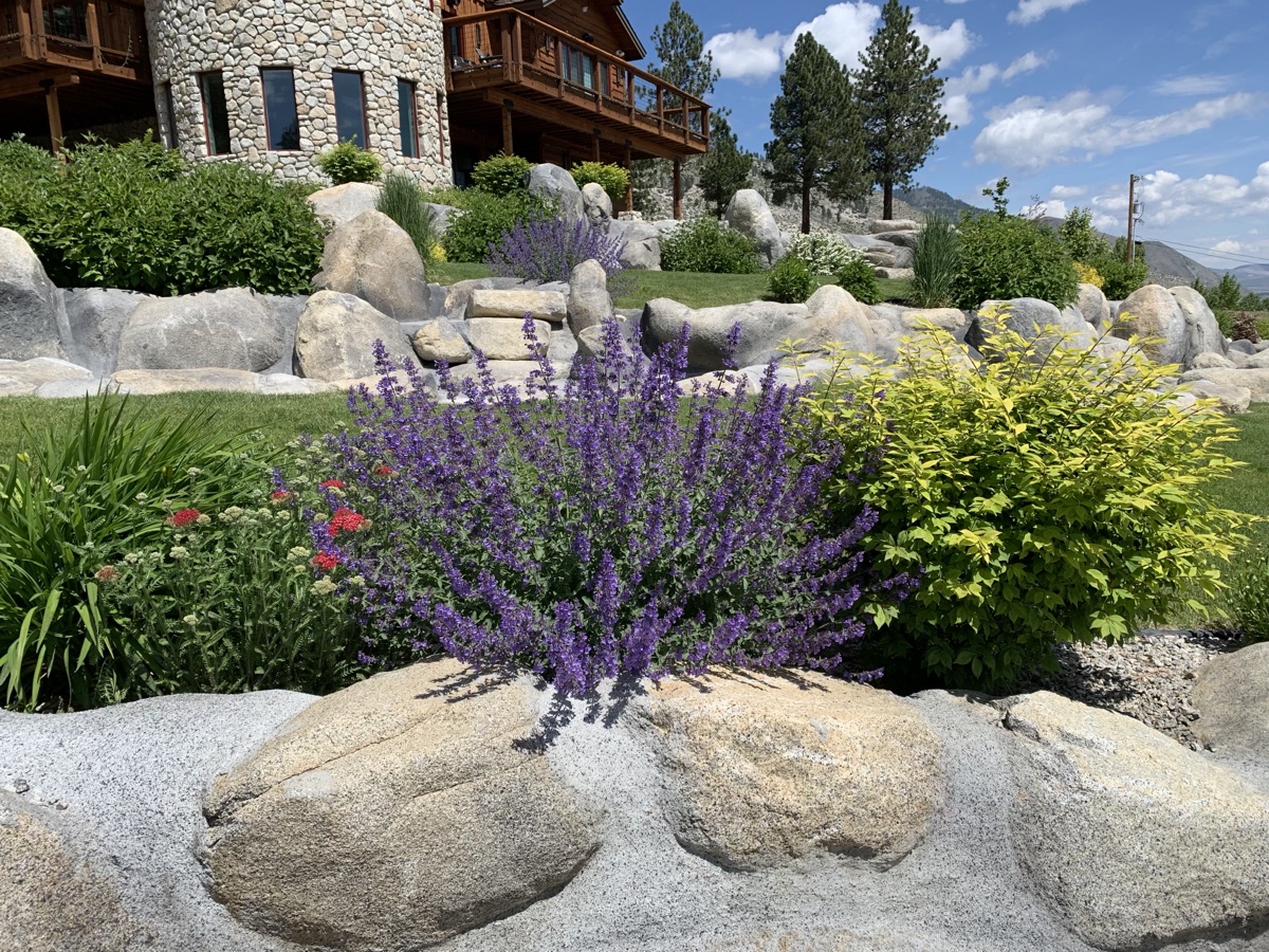 Boulders, flowering perennials, shrubs, and layered Tahoe plantings